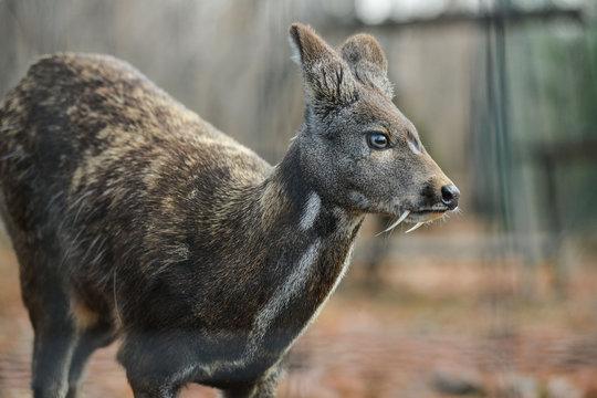 Musk Deer